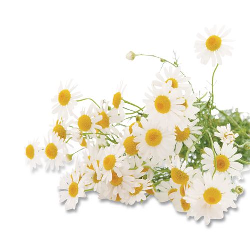 Image of Bigelow® RCB10906 Cozy Chamomile Herbal Tea Pods, 1.90 Oz, 18/box